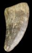 Theropod Tooth - Alberta (Disposition #-) #67630-1